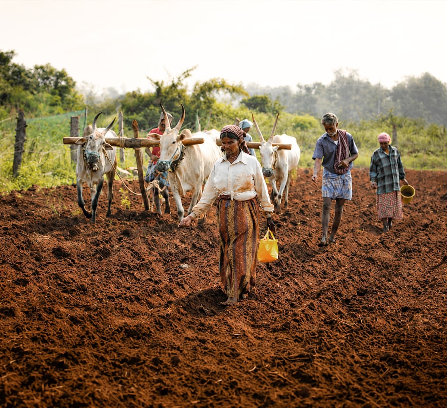 Farmers sowing a ploughed field with a bullock-drawn plough at Jaivik Krishik Society farms, Karnataka